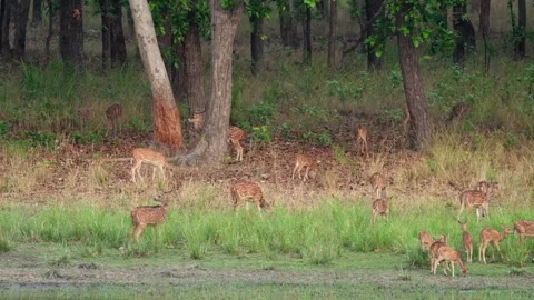 Herd of Spotted Deer (Axis axis) grazing in Bandhavgarh National Park India Video stock 278397016