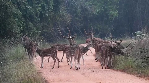 A herd of spotted deer blocking the road in Tadoba national park Stock Footage 259385163