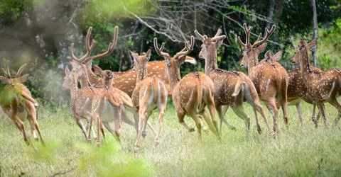 A herd of spotted deer dashes into the dense forest. Captured at Yala Nationa Stock Photos