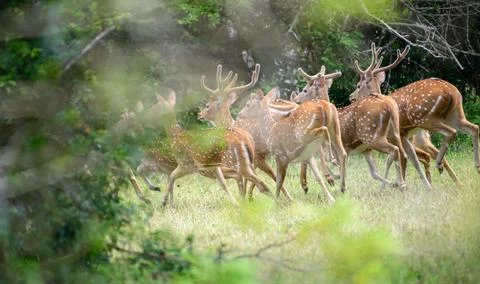 A herd of spotted deer dashes into the dense forest. Captured at Yala Nationa Stock Photos