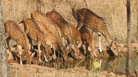 Herd of Spotted Deer drinking water @Khursapar wls Stock Footage