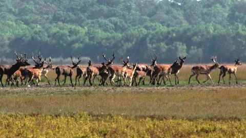 A herd of spotted deer 動画素材 94774608