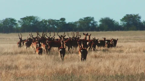 A herd of spotted deer 動画素材 94774771