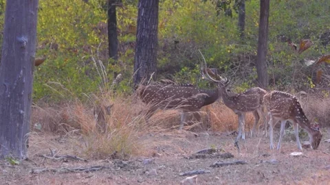 Herd of spotted deer in the forest of Pench, Madhya Pradesh Stock Footage 151671350