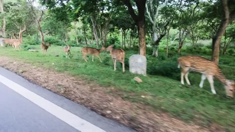A herd of spotted deer grazing in one line in Bandipur national park Stock Footage 279072955
