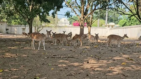 Herd of spotted deer rest in a park in Bangladesh Stock Footage 295946695