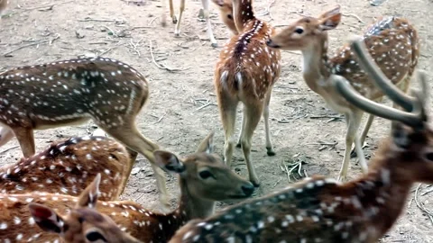 A herd of spotted deer showcasing their beautiful white markings standing Stock Footage 324978284