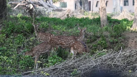 A herd of spotted deer standing huddled together in Corbett national park Stock Footage 266691359