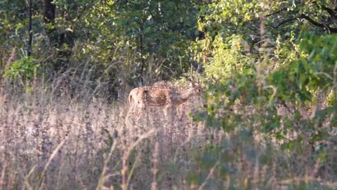 A herd of Spotted deer walking through the jungle of Pench national park Stock Footage 253402780