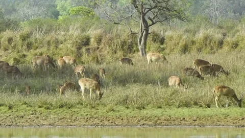 Herd of spotted deers Stock Footage 208386146