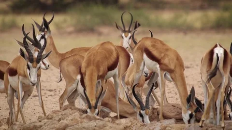 Herd of Springbok antelope at waterhole Stock Footage 84787567