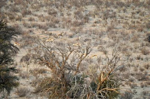 Herd of springbok antelopes graze on an overgrown slope of a sand dune. Foto stock