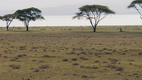 Herd Of Springbok Antelopes Quickly Run From A Predator On The African Savannah Stock Footage 95936015