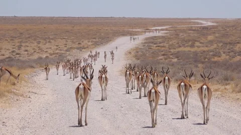 Herd of springbok antelopes walking down a dirt road in African savanna. Stock-Footage 337776362