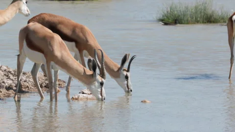 Herd of springbok drink from charitsaub waterhole at etosha Stock-Footage 333549983
