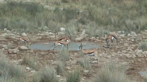 Herd of Springbok Stock Footage 941165