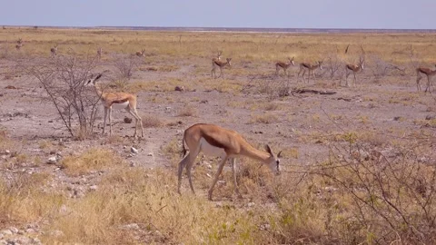 Herd of springbok grazing in dry savanna landscape with sparse bushes and c.. Stock-Footage 337779331