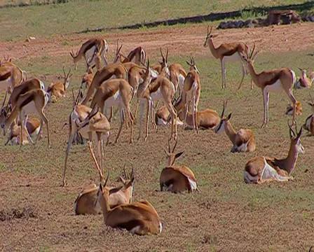 Herd of springbok grazing, preening, relaxing and walking ab Stock Footage 34339794