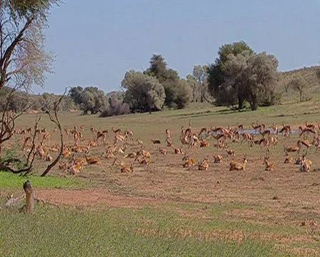 Herd of springbok grazing, relaxing and walking about the grassland Stock Footage 34338648