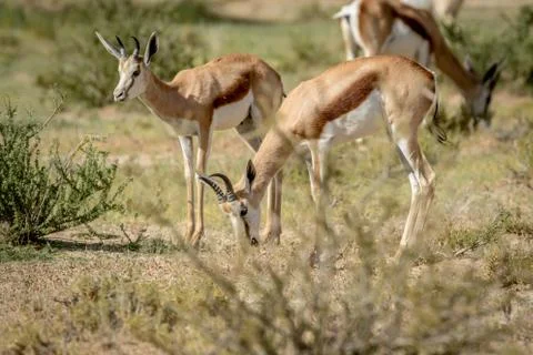 Herd of Springbok standing in the grass. Foto stock