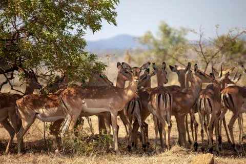 Herd of springbok standing under tree Stock Photos