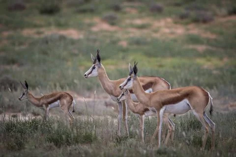 Herd of Springbok starring in the Kgalagadi Transfrontier Park, South Africa Stock Photos