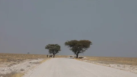 Herd of Springboks and Oryx hiding in the shadow in dry landscape Namibia Stock Footage 106337874