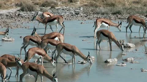 Herd of springboks drinking water in Etosha National Park Namibia Stock Footage 12316597