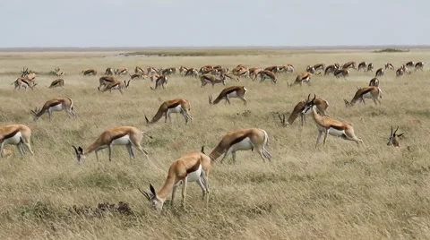 Herd of springboks Stock Footage 55786173