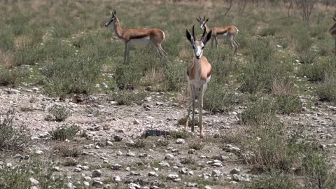 Herd of springboks Stock Footage 172538216