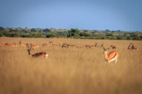 Herd of Springboks standing in the high grass. Foto stock