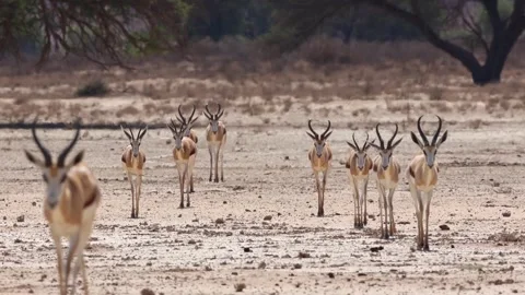 A herd of springboks walking in the heat of the day in the arid landscape of Stock-Footage 322717440