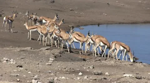 Herd of springbucks at waterhole Video stock 12130780