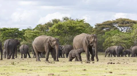 Herd of Sri Lankan elephant by a lake Stock Photos