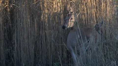 Herd of stags and hinds walking through wetland reeds illuminated by golden.. Stock Footage 321146700