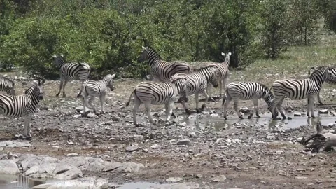 Herd starts to move; camera tracks right — Part 13 Stock Footage 320845824