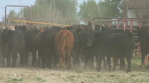 Herd of steers makes dusty exit from corrals Stock-Footage 140135