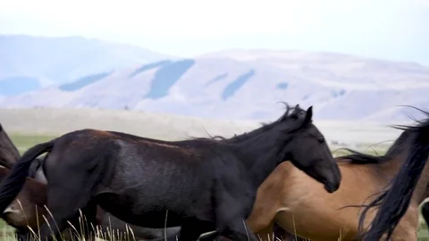 Herd in the steppe slow motion 1 Stock Footage 82900790