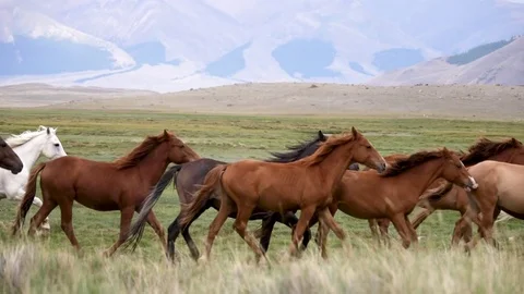 Herd in the steppe slow motion 2 Stockbeeldmateriaal 82900909