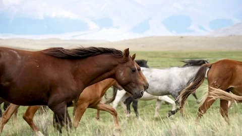 Herd in the steppe slow motion 3 Stock Footage 82901011