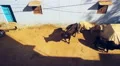 Herd of stray cows on an alley, Rajasthan, India HD Footage