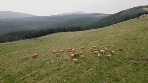Herd of stray cows in the mountains - 236 Stock Footage 310502221