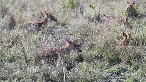A herd of swamp deer half hidden in the tall grass of Kaziranga national park Stock Footage 260711355