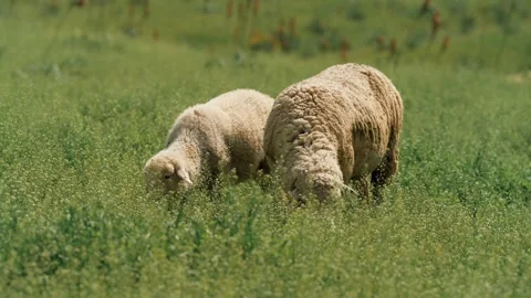 A herd of tailed sheep grazing in a meadow Stock Footage 327974845