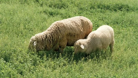 A herd of tailed sheep grazing in a meadow Stock Footage 327974853