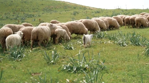 A herd of tailed sheep grazing in a meadow Stock Footage 327974950
