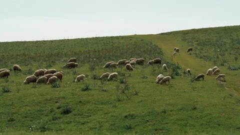 A herd of tailed sheep grazing in a meadow Stock Footage 327974976