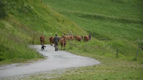 Herd of Tarentaise cows Stock Footage 135728925