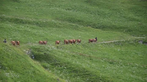 Herd of Tarentaise cows Stock Footage 135729290