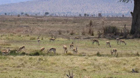Herd of  Thomson Gazelle Stock Footage 125496731